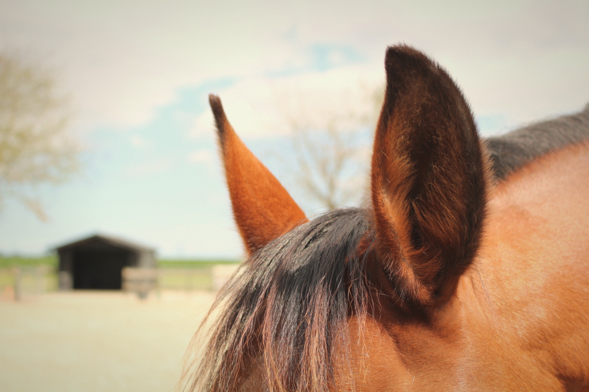 Close-up van de oren van een paard, met de stal op de achtergrond