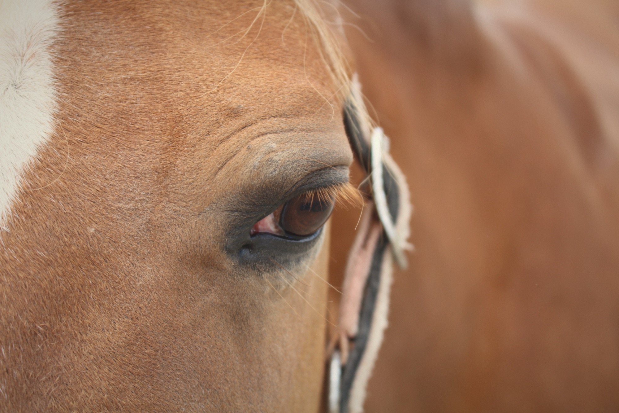 Close-up van het oog van een paard